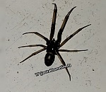 Пользователи потерялись в догадках, что за паук покусал астраханскую семью