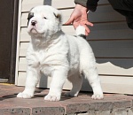 Несмотря на возмущения общественников, в Астраханской области проводят жестокие собачьи бои. Видео