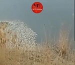 Сегодня появилось видео массового замора рыбы. Астраханцы обвиняют правительство