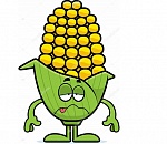 В Астрахань приплыла нездоровая кукуруза из Липецка