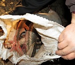 Полиция изъяла у астраханца 43 килограмма рыбы осетровых пород, занесенных в Красную книгу