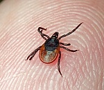 336 астраханцев пострадали от укусов клещей