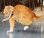 Меняйте резину, пока не поздно: синоптики обещают в Астрахани гололед