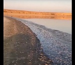 Кадры экологического бедствия: берег водохранилища в Калмыкии завалило мертвой рыбой
