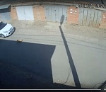 В Астрахани водитель хладнокровно переехал лежавшую на дороге собаку