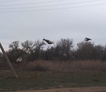 В Астрахани на волю отпущены 200 фазанов