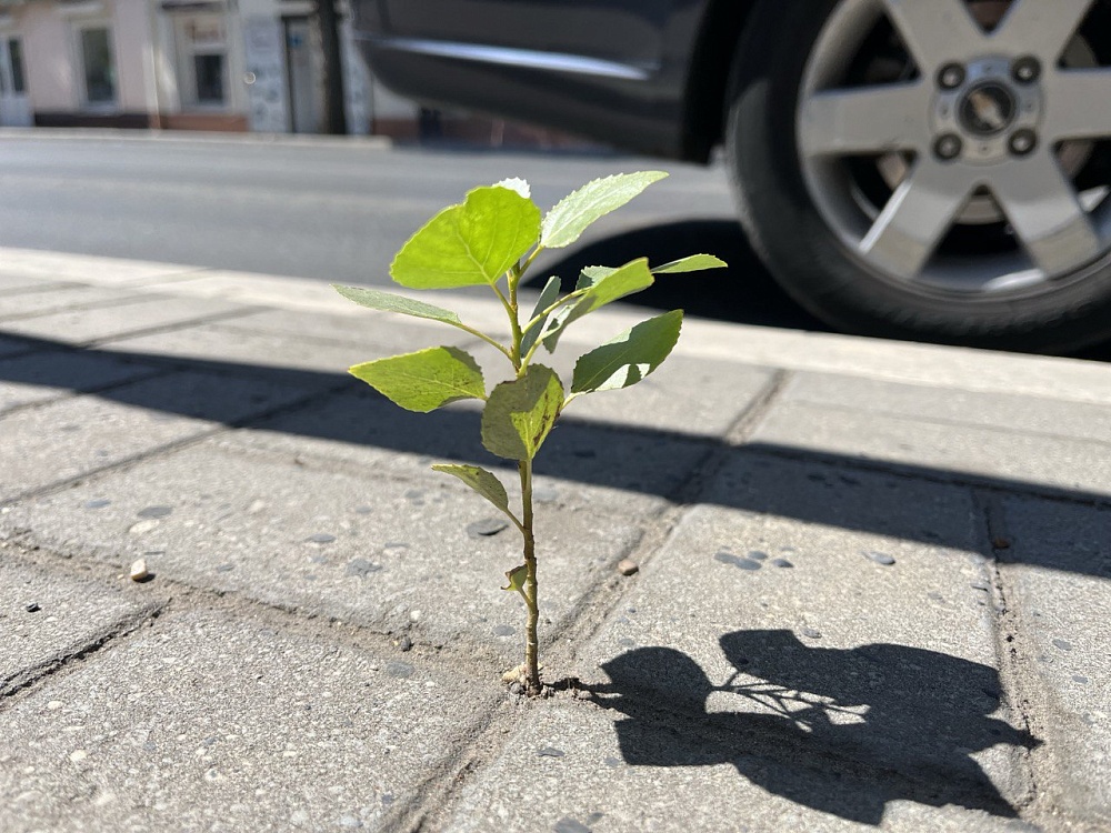 Первый день весны принесет астраханцам восточный ветер и тепло