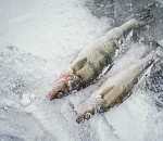 У астраханца в морозилке нашли 8,5 тонн сомнительной рыбы для перепродажи