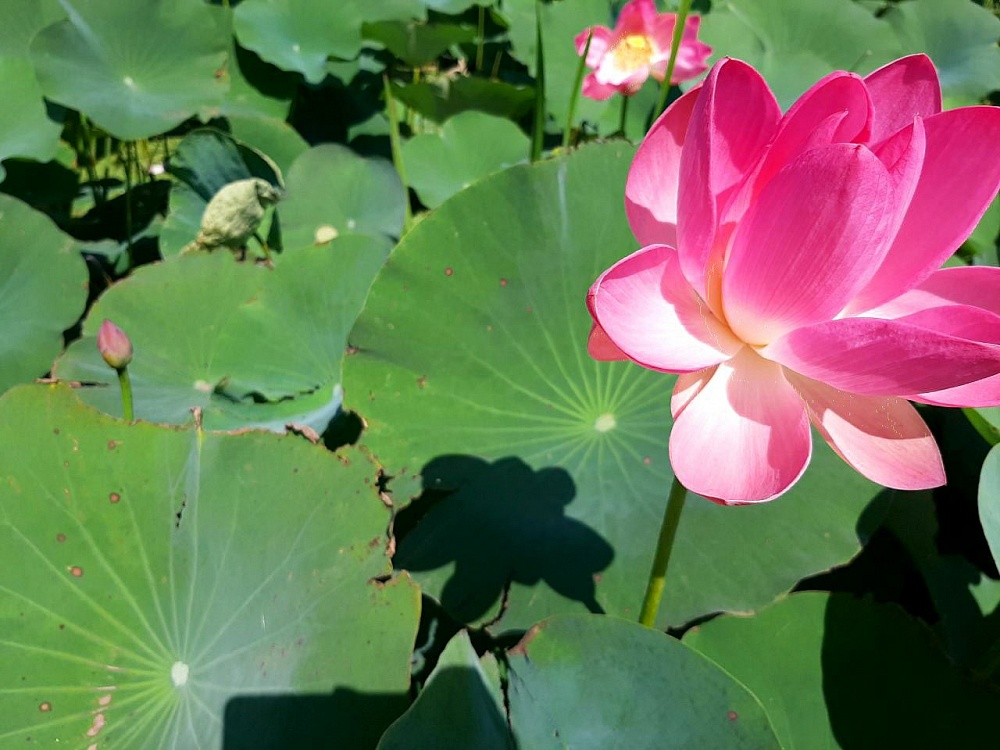 Фестиваль Лотос впервые пройдёт в Астраханской области 