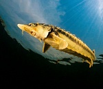 В Астрахани будут судить браконьеров, выловивших белуг и осетров на 11 миллионов