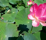 Фестиваль Лотос впервые пройдёт в Астраханской области 