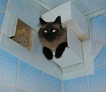 В Астрахани кошку спасали из вентиляционной шахты