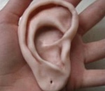 Астраханец, откусивший сопернику во время драки ухо, отправился в тюрьму на три года