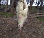 Астраханка поймала страшную рыбу и не может понять, что с ней