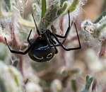 В Астрахани резко выросло число укушенных каракуртами