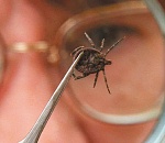 В Астраханской области открывается сезон клещей