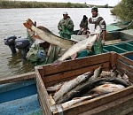 Астраханская область  открыла осенний сезон охоты на судака и сазана