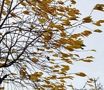 МЧС предупреждает: в Астраханской области возможна очень ветреная пятидневка с порывами, близкими к штормовым