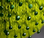 Число новых случаев коронавируса в Астрахани стабильно растет