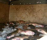 Под Астраханью полицейские задержали две тонны рыбы