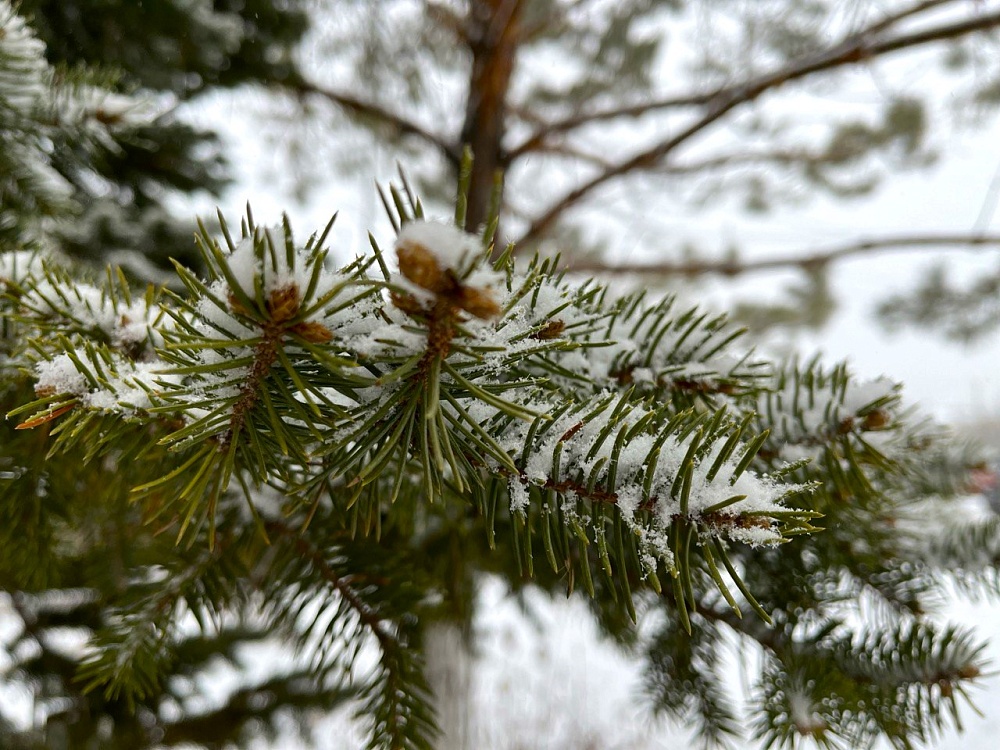 На севере Астраханской области ночью ожидается снег