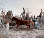 В Астрахани на кладбище поселилась лошадь