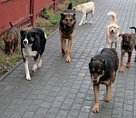 18 бродячих собак в Астрахани отловили, стерилизовали и отпустили