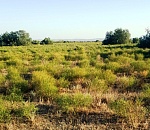 Астраханская прокуратура вернула в муниципальную собственность 500 гектаров неосвоенной земли