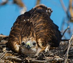 Записки астраханского натуралиста. Засуха – чем кормились курганники?