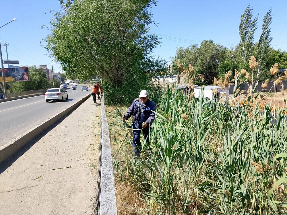 В Астрахани продолжается бой с сорной растительностью 