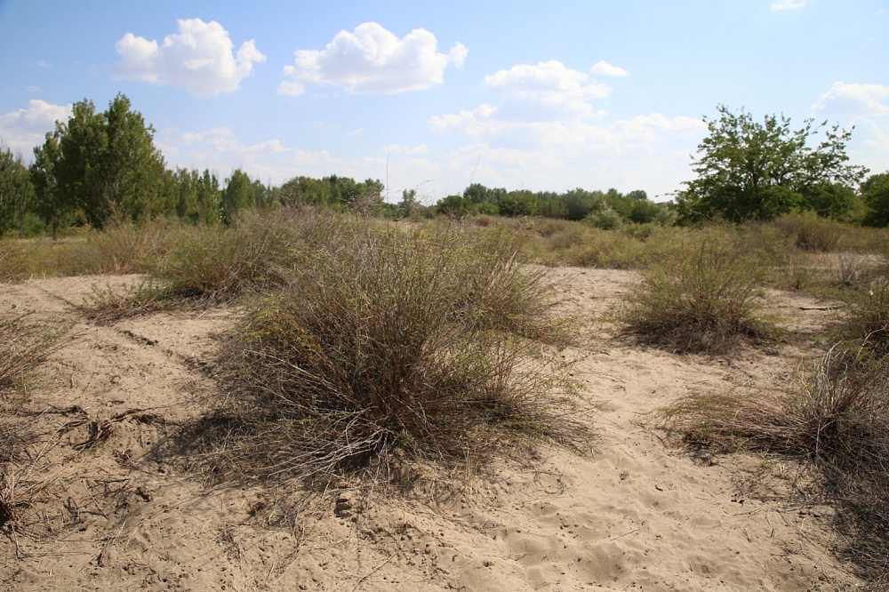 Записки астраханского натуралиста. 18 видов полыни