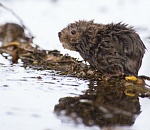 Записки астраханского натуралиста. Водяная полевка