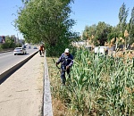 В Астрахани продолжается бой с сорной растительностью 