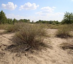 Записки астраханского натуралиста. 18 видов полыни