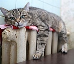 Жители астраханских домов рискуют остаться зимой без отопления