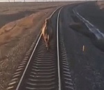 В Астраханской области засняли беспардонного верблюда, остановившего поезд
