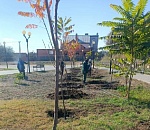 В парках Астрахани высадили полтысячи деревьев и кустарников