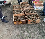 Полицейские изъяли у астраханца более 120 кг живых раков