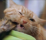 Волгоградец вез из Астраханской области 200 килограммов рыбы «для личного потребления»