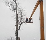 В Астрахани ликвидируют сухие деревья