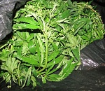 Задержан астраханец, собравший себе для отпуска полкило конопли