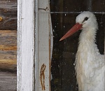 Записки астраханского натуралиста. Новый год с 38 аистами