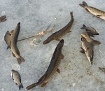  В ожидании путины астраханцы пускают в ход секреты 