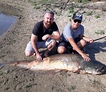 Гигантского сома выловили рыбаки под Астраханью