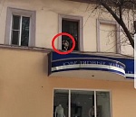 В Астрахани живет пес, который думает, что он котик