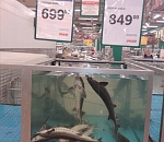 Осетры и стерляди задыхаются в аквариуме астраханского супермаркета