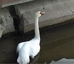 Названа причина смерти лебедя на Лебедином озере Астрахани