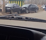 В Астрахани на дороге произошла "свадьба собак"