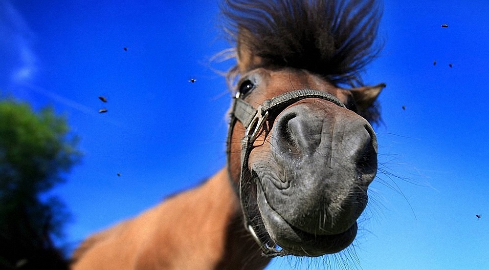 В Астраханской области осудили похитителей лошадей