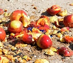 В Астраханской области уничтожили 7 тонн фруктов